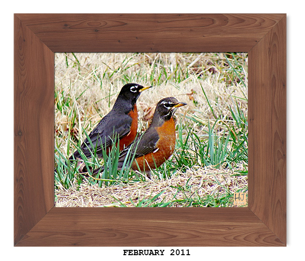 American Robins
