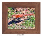 2ML-015 – Brown&nbsp;Thrasher