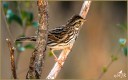 Savannah Sparrow