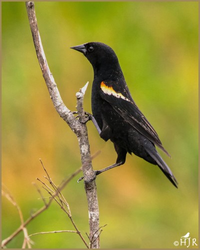 Red-winged Blackbird