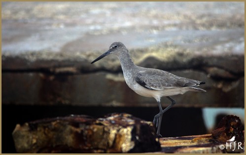 Willet