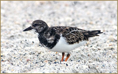 Ruddy Turnstone
