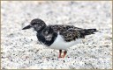 Ruddy Turnstone