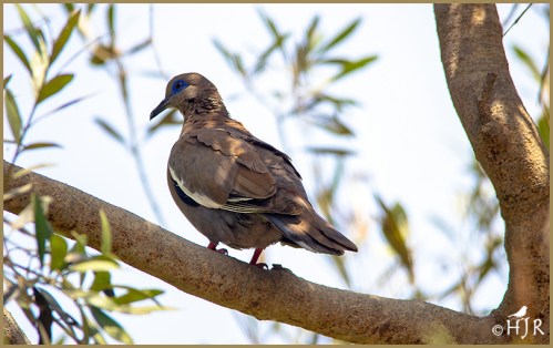 West Peruvian Dove
