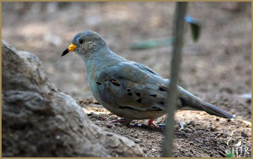 Croaking Ground Dove