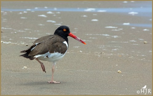 American Oystercatcher