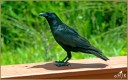American Crow