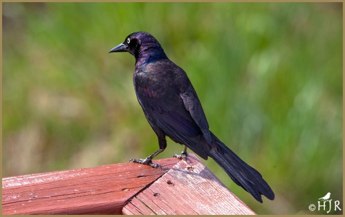 Common Grackle