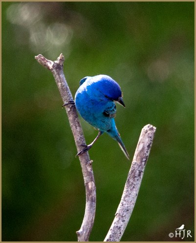 Indigo Bunting