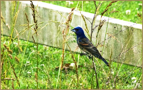 Blue Grosbeak