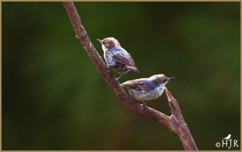 Brown-headed Nuthatch