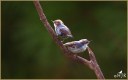 Brown-headed Nuthatch