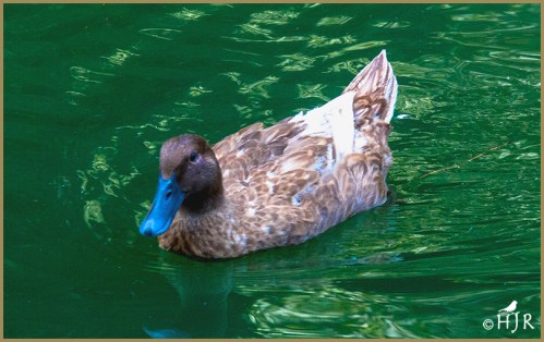 Ruddy Duck