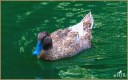 Ruddy Duck