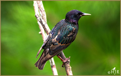 European Starling