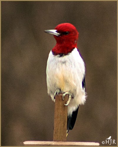 Red-headed Woodpecker