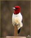 Red-headed Woodpecker
