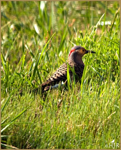 Northern Flicker