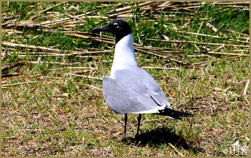 Laughing Gull