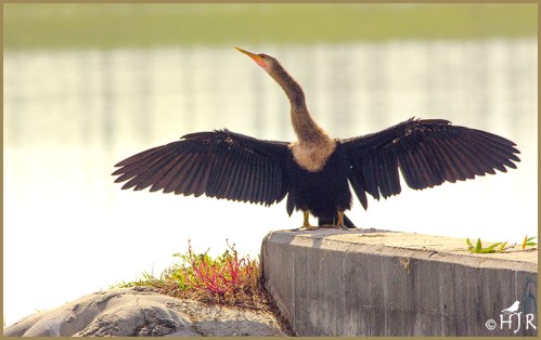 Anhinga (F)