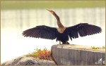 Set#82-a – Anhinga&nbsp;(F)