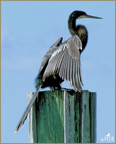 Anhinga (M)