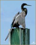 Set#82-b – Anhinga&nbsp;(M)