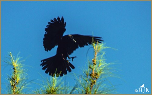 American Crow
