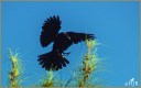 American Crow