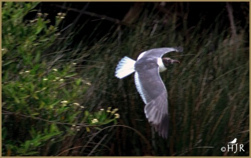 Laughing Gull