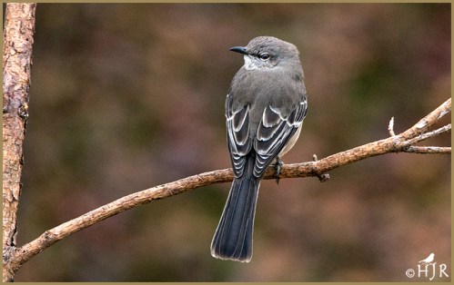 Northern Mockingbird
