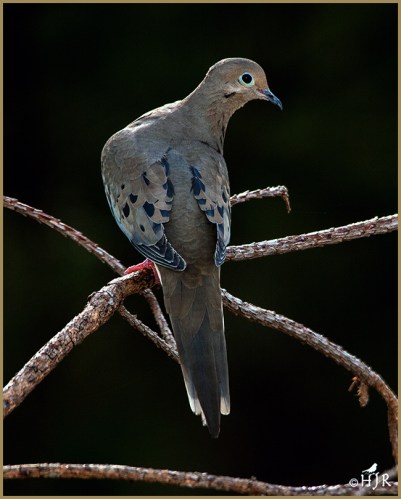 Mourning Dove