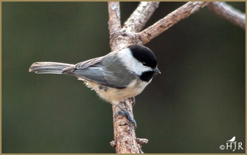 Carolina Chickadee