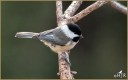Carolina Chickadee