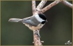 Set#85-a – Carolina&nbsp;Chickadee