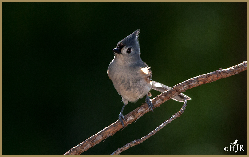 Tufted Titmouse