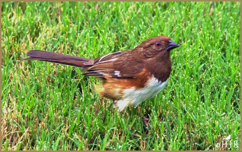 Eastern Towhee (F)