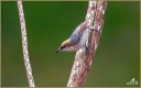 Brown-headed Nuthatch