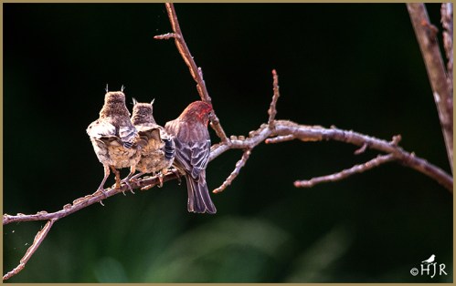 House Finch (Family)
