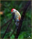 Red-bellied Woodpecker