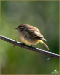 Set#90-a – Palm&nbsp;Warbler