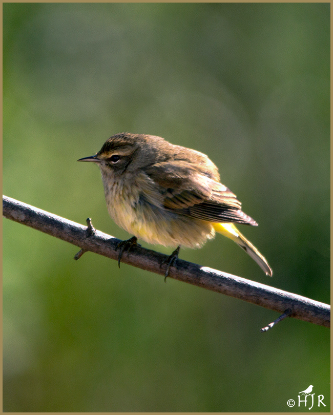 Palm Warbler
