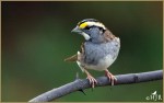 Set#90-b – White-throated&nbsp;Sparrow