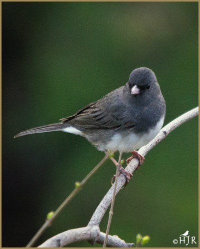 Dark-eyed Junco