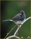 Dark-eyed Junco