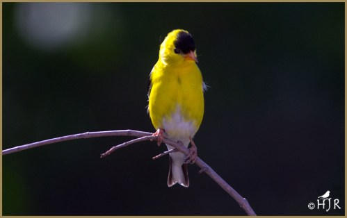American Goldfinch (M)