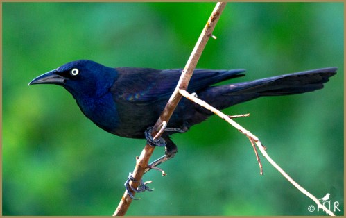 Common Grackle