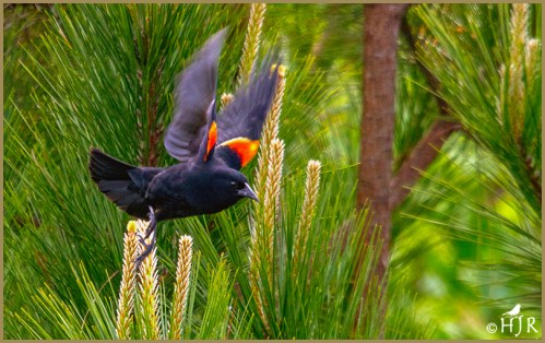 Red-winged Blackbird (M)