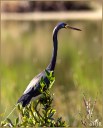 Tricolored Heron