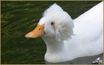 Set#95-a – Crested&nbsp;Duck